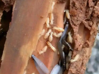 丰县白蚁防治公司分享古建筑木质文物白蚁保护与防治技巧